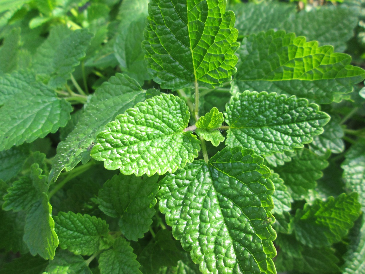 ¿Qué otro nombre tiene la melisa planta?