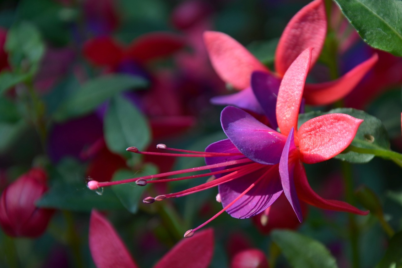 ¿Qué significa la flor fucsia?