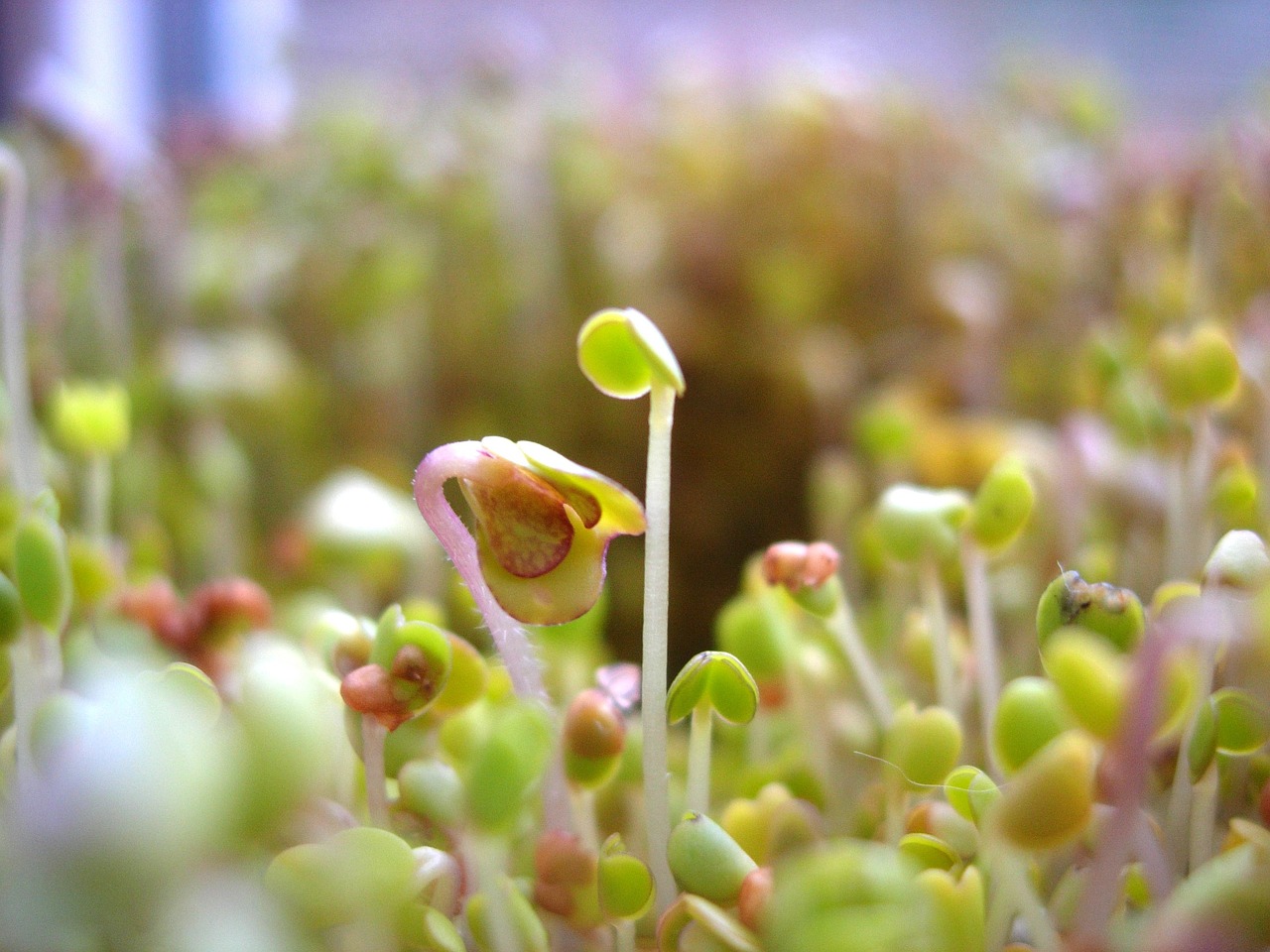 ¿Qué significa la palabra germinado?