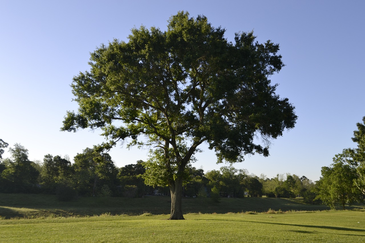 ¿Qué tipo de árbol es Matusalén?