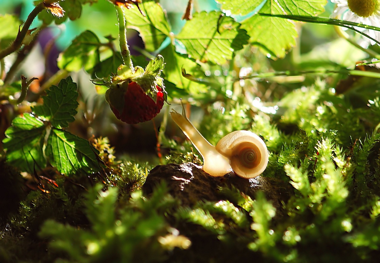¿Cómo acabar con la plaga de caracol?
