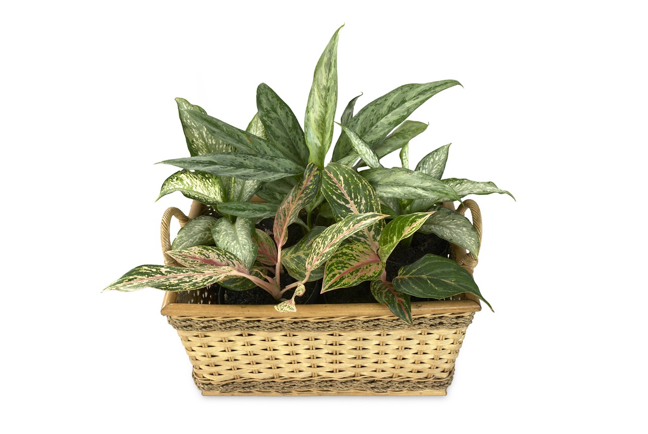 ¿Cómo cuidar Dieffenbachia Camila?