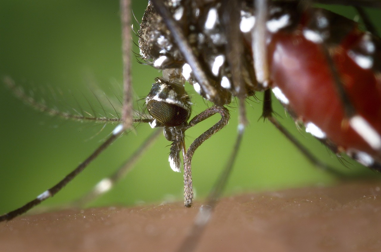 ¿Cómo deshacerse del mosquito tigre?