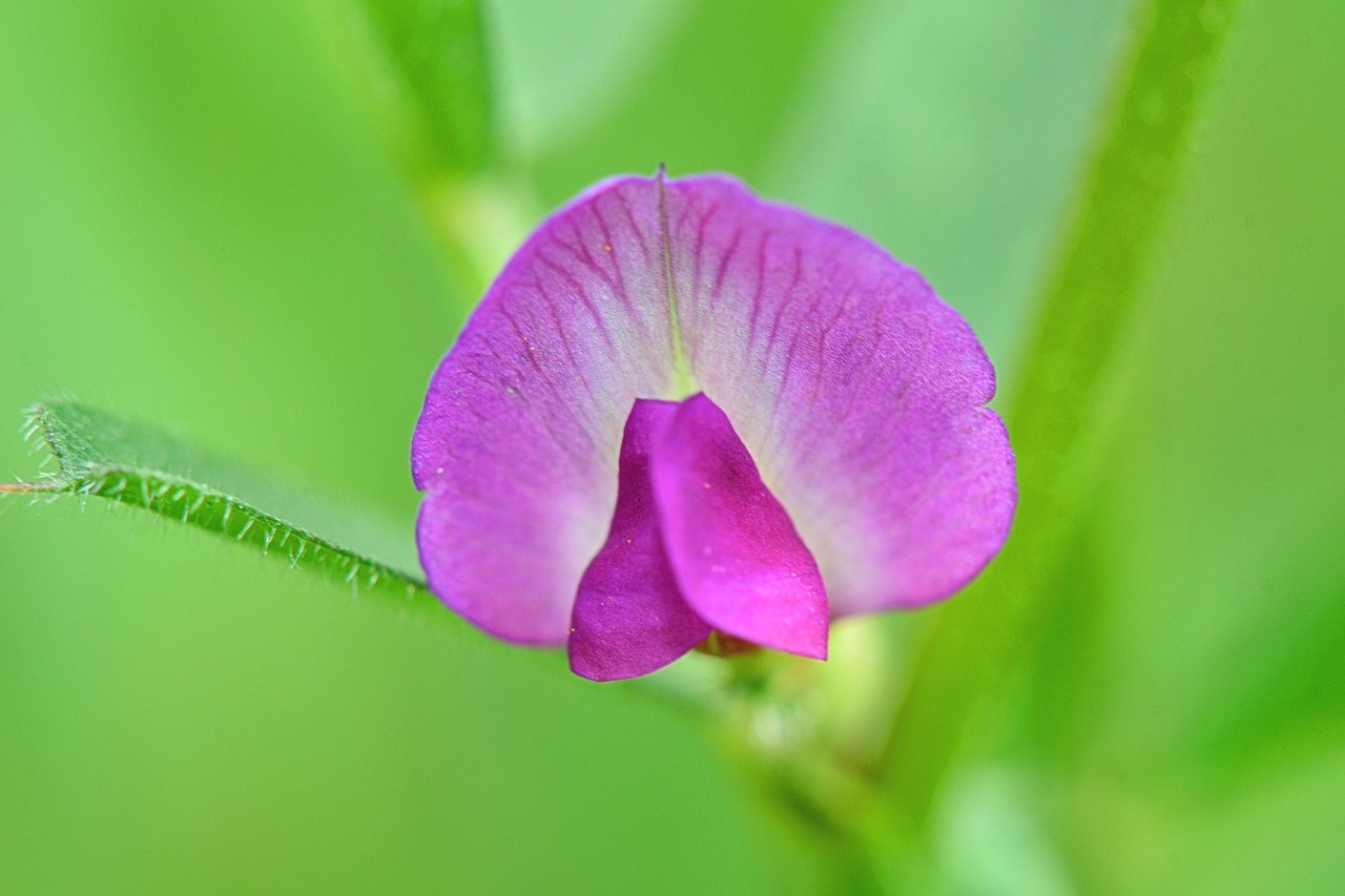 ¿Cómo eliminar los bichitos de las plantas de interior?