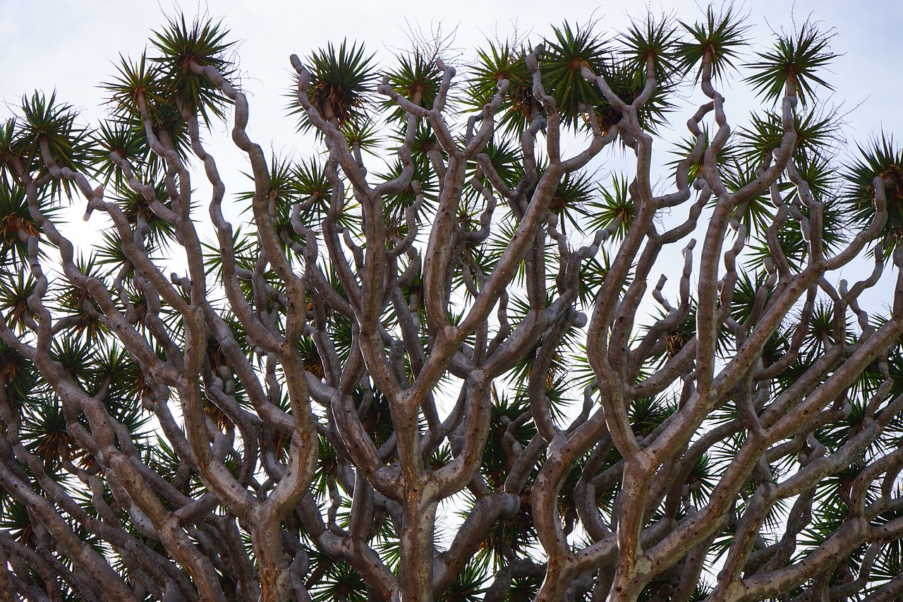 ¿Cómo se cuida la planta de Dracaena?