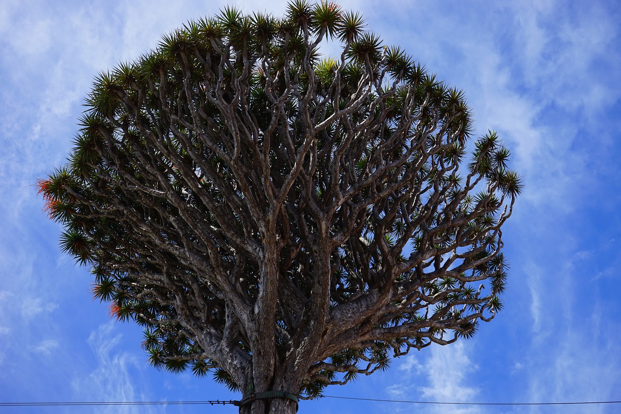 ¿Cómo se cuida una planta drácena?