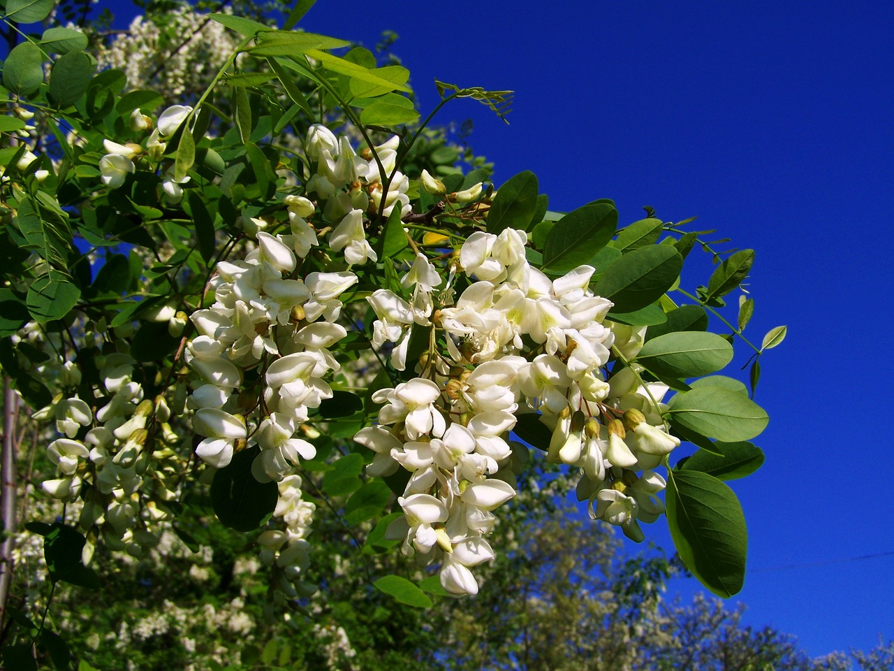 ¿Cuál es el fruto de la acacia?