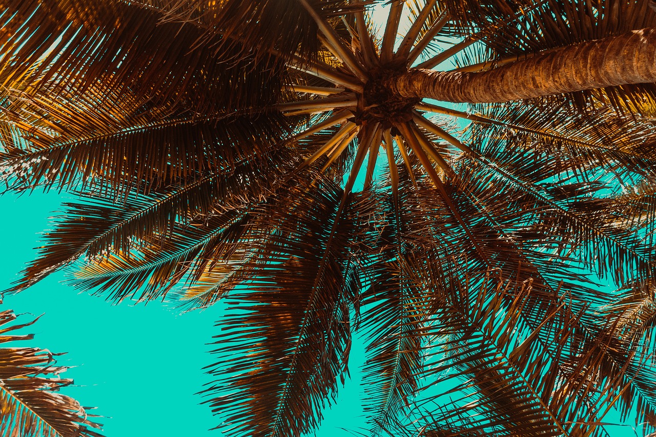 ¿Cuáles son las mejores palmeras para jardín?