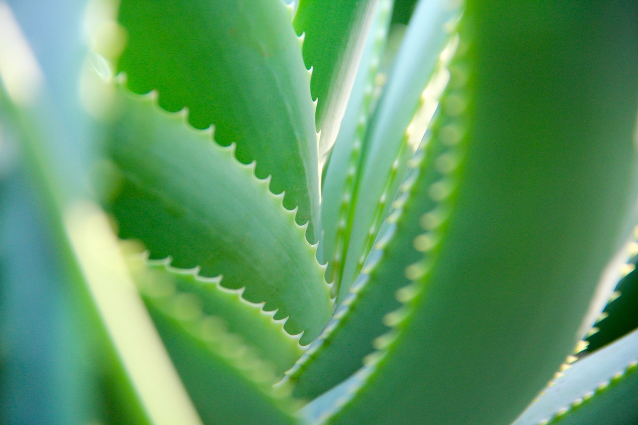 ¿Cuándo se siembra el aloe vera?