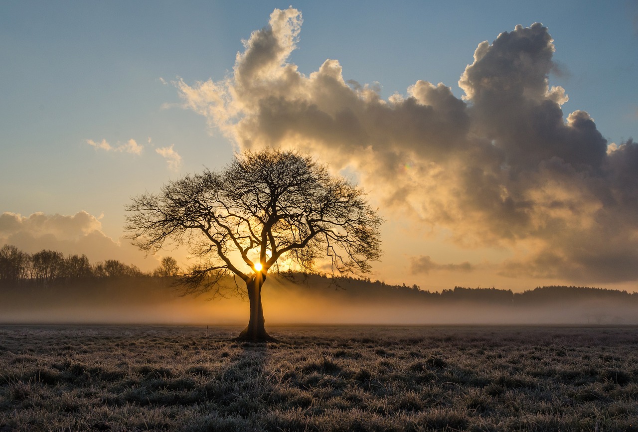 ¿Cuánto mide el árbol más grande de la Tierra?