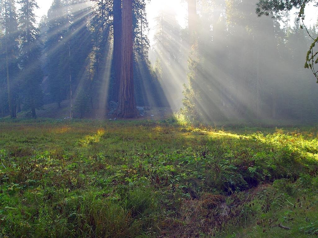 ¿Cuánto mide la sequoia más alta?