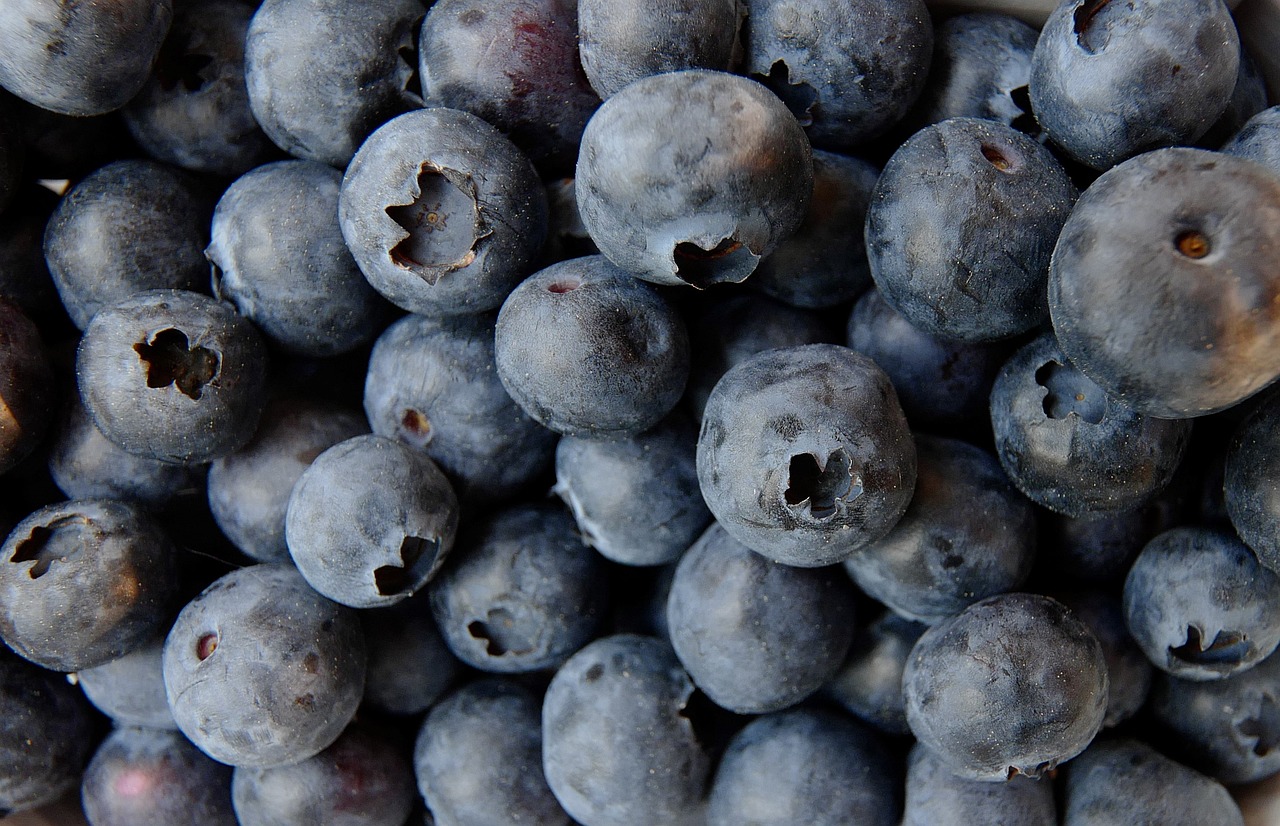 ¿Cuánto tiempo tarda en dar frutos el arándano?