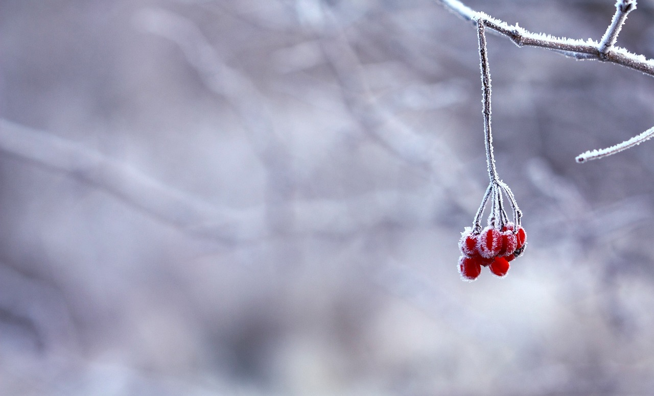 ¿Cuánto tiempo tarda un árbol de níspero en dar frutos?