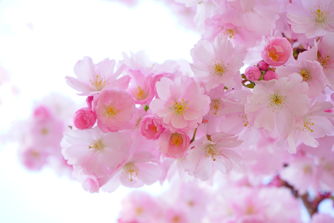 ¿Cuántos años tarda en dar fruto un cerezo?