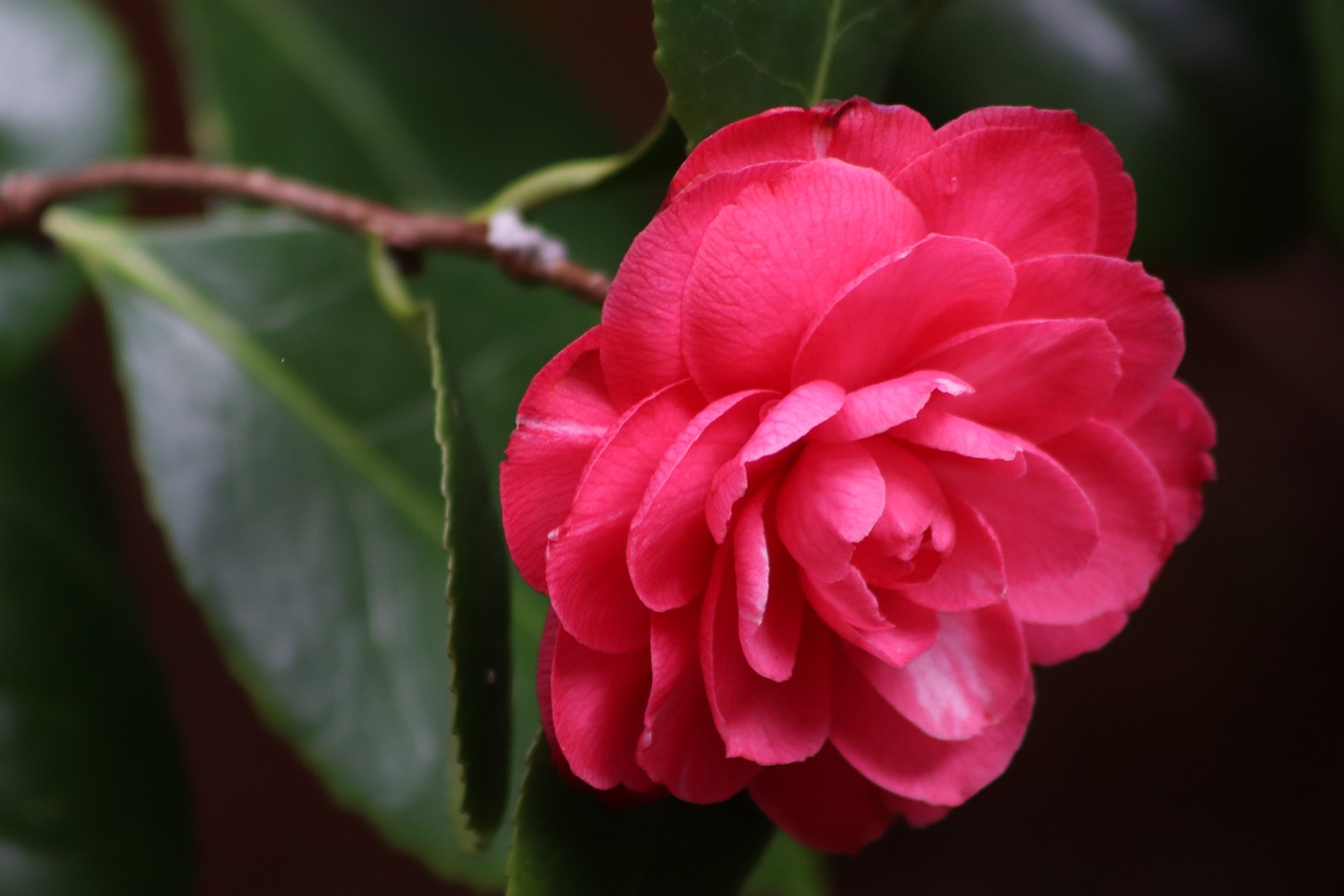 ¿Dónde colocar la camelia?