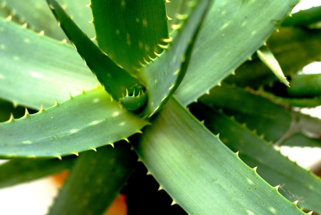 ¿Qué es el aloe vera y para qué sirve?