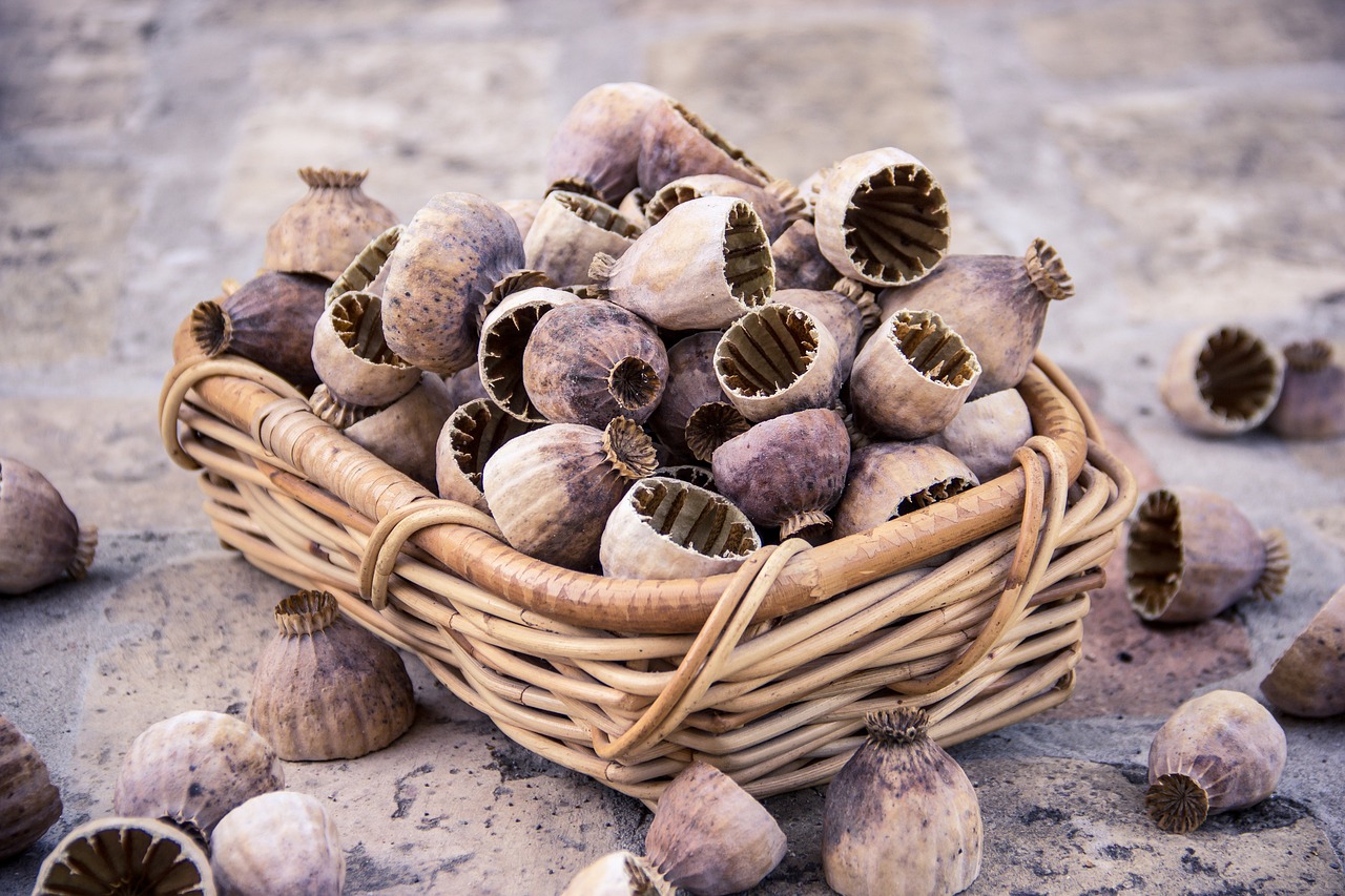 ¿Qué es la almendra fruto o semilla?