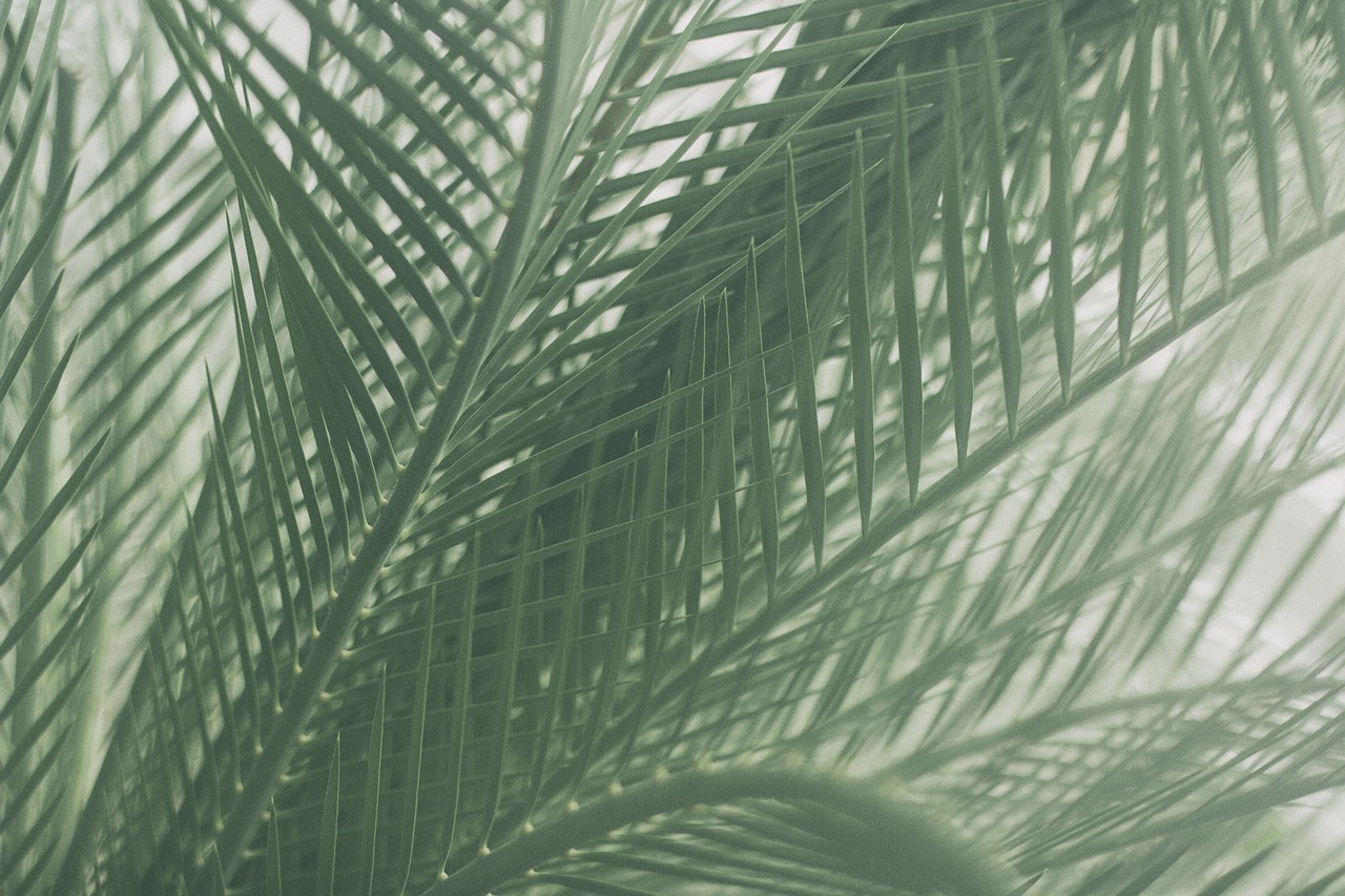 ¿Qué es la planta de palma?