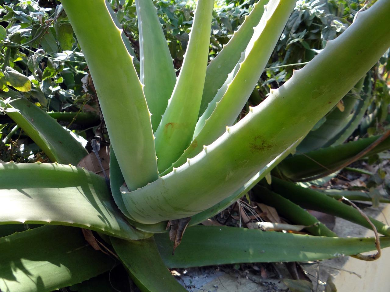 ¿Qué pasa cuando le sale flor al Aloe vera?