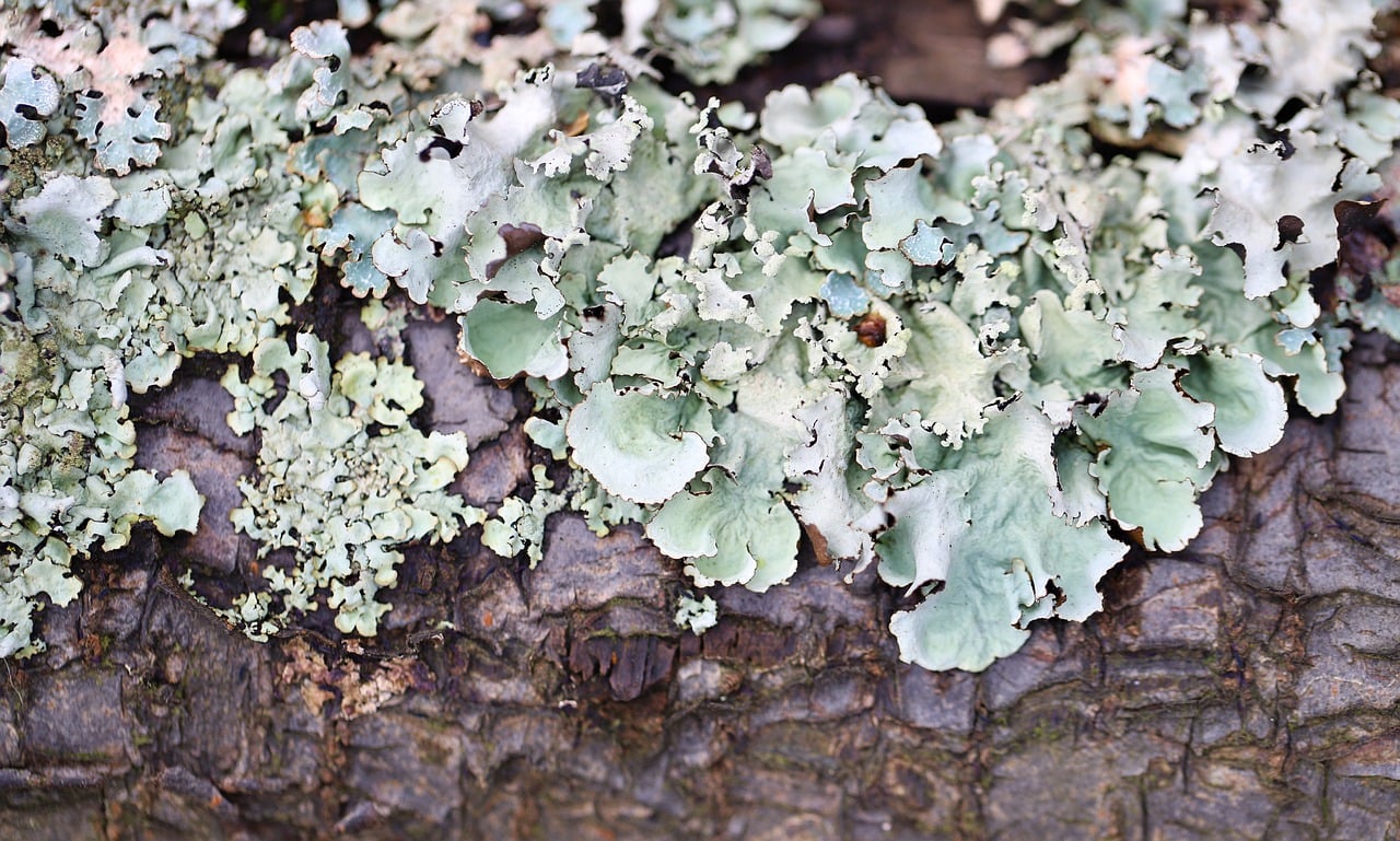 ¿Qué significa corteza de árbol?