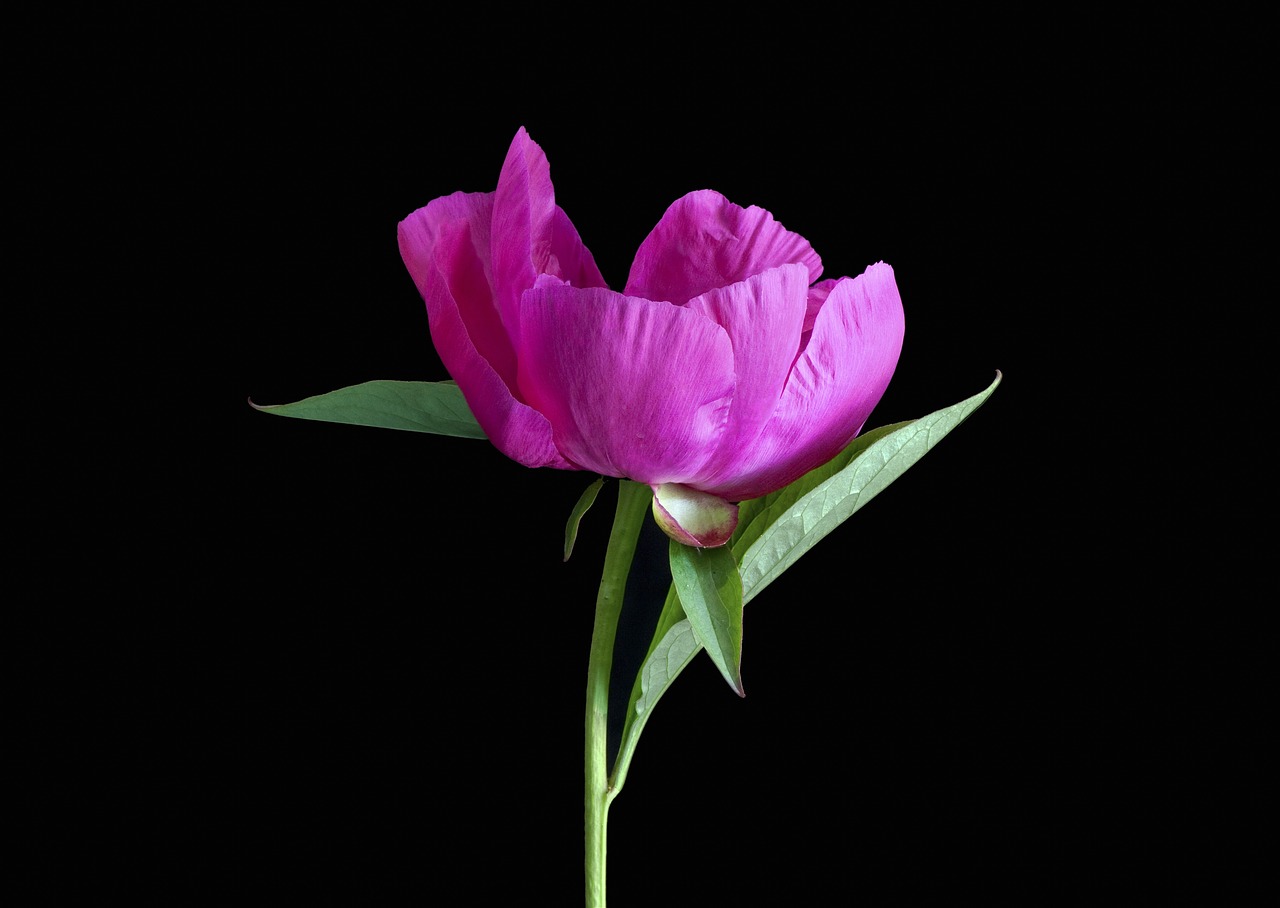 ¿Qué significado tienen las rosas negras?