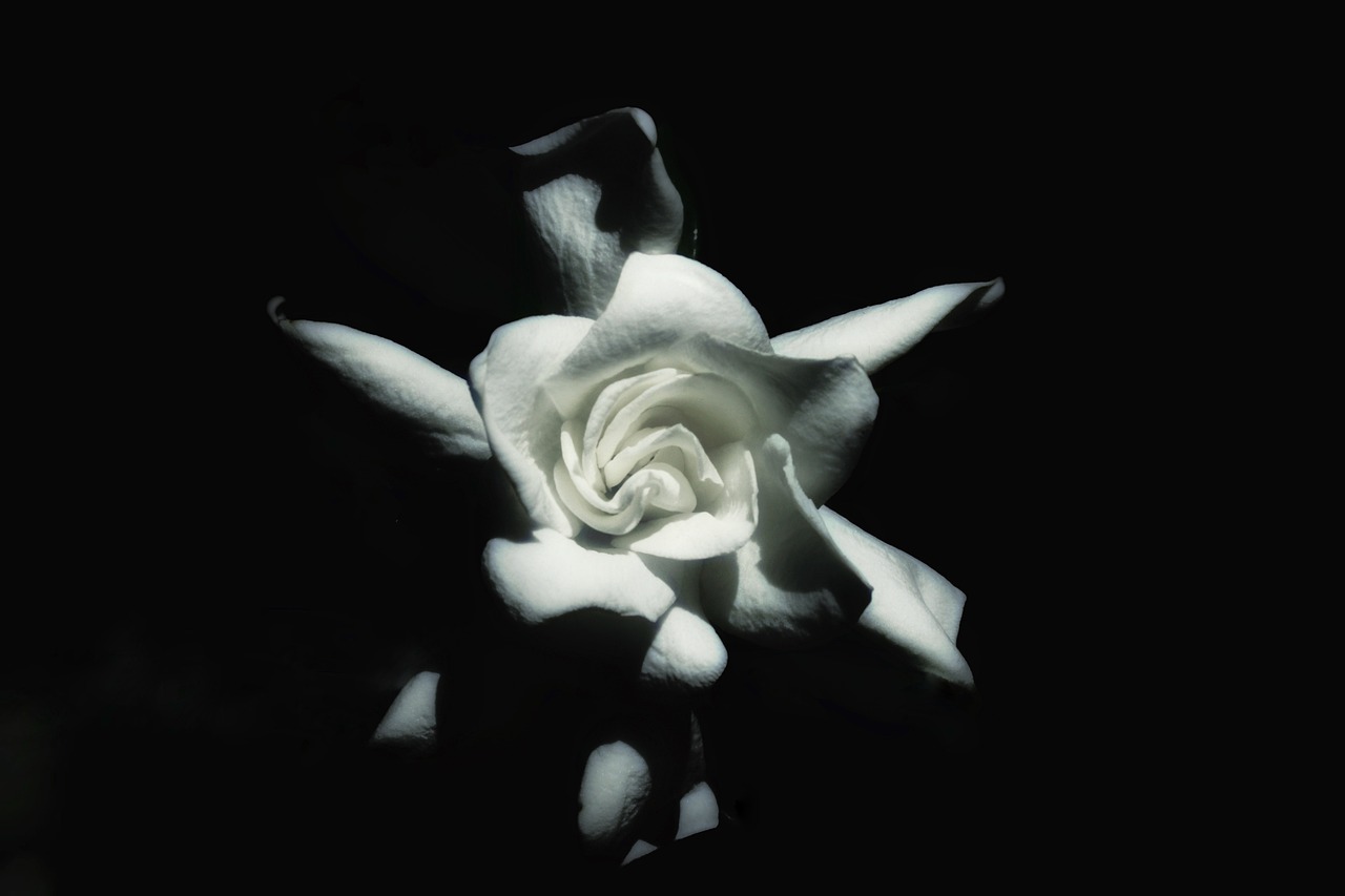 ¿Que simbolizan las gardenia?