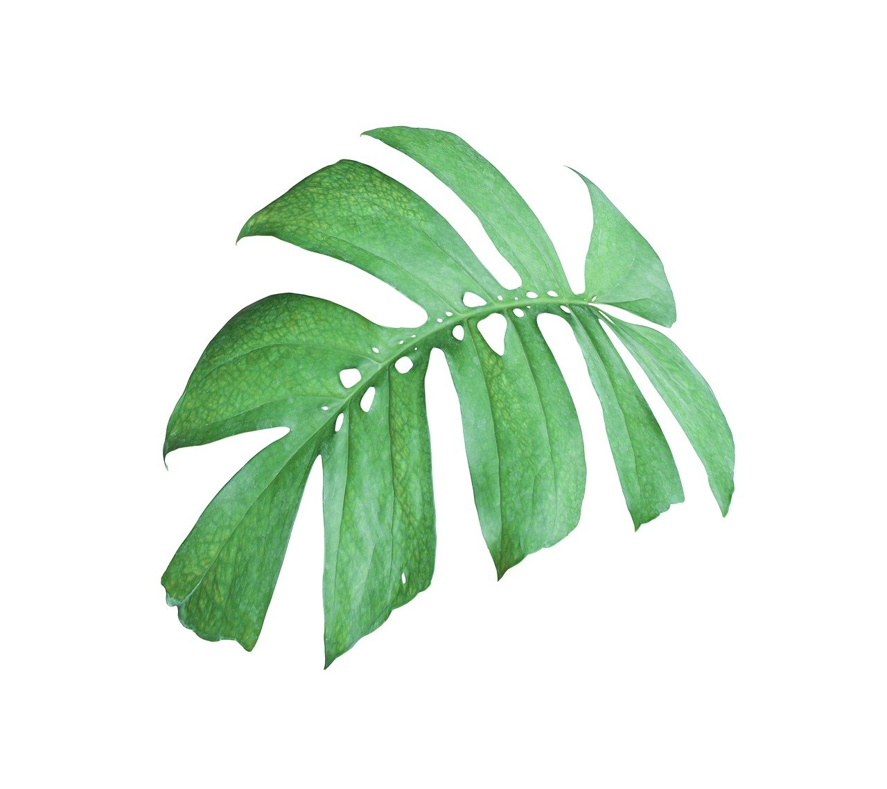 ¿Cómo abonar una Monstera?
