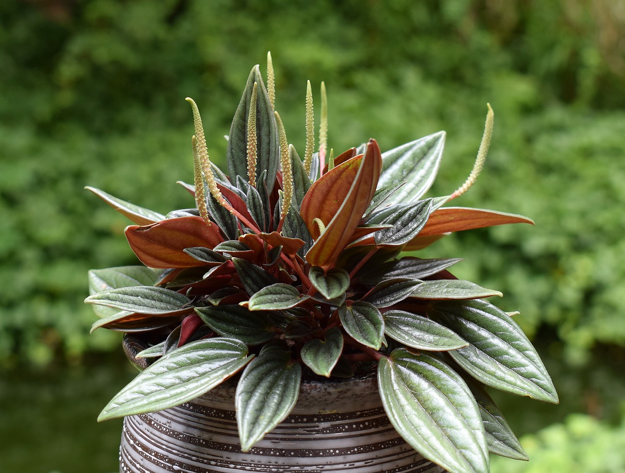 ¿Cómo cuidar una Peperomia verde?