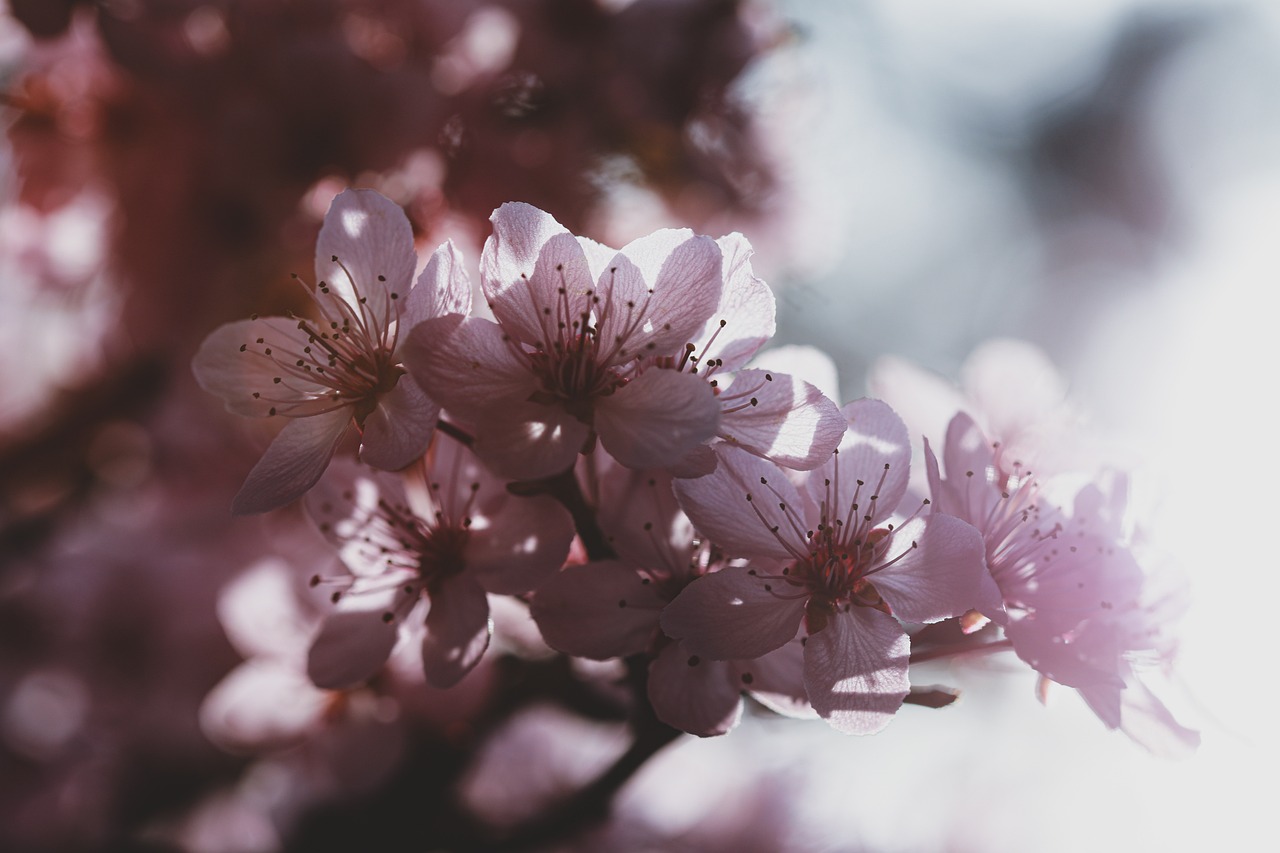 ¿Cómo es el cuidado de las orquídeas en maceta?