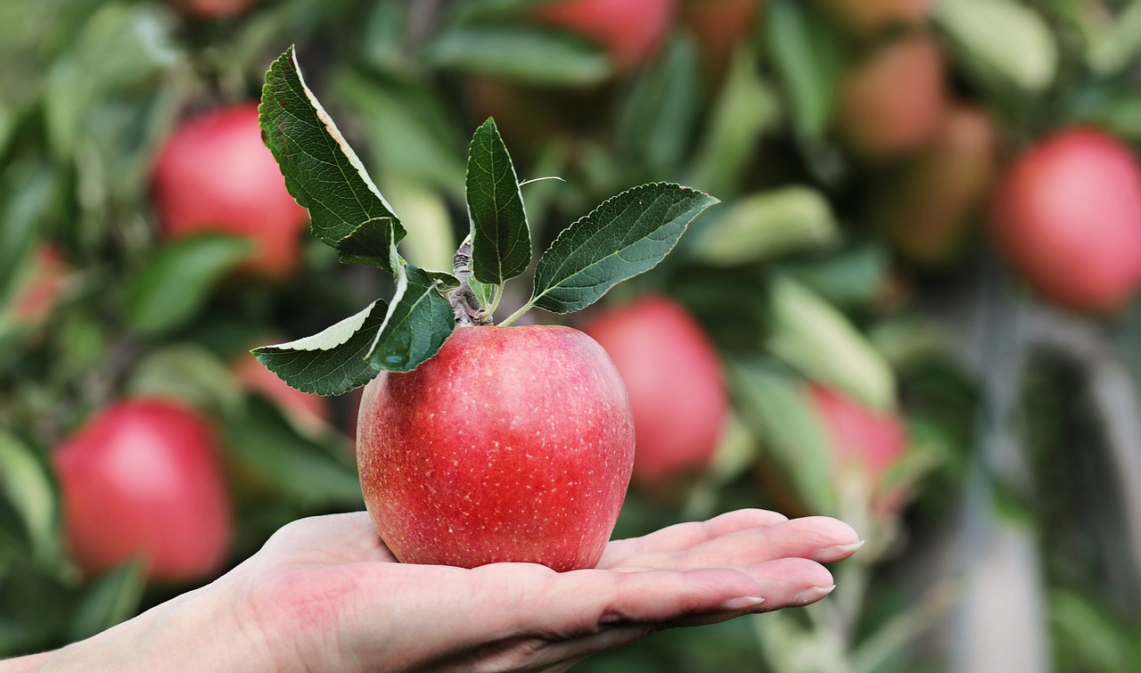 ¿Cómo espantar a los pájaros de la Huerta?