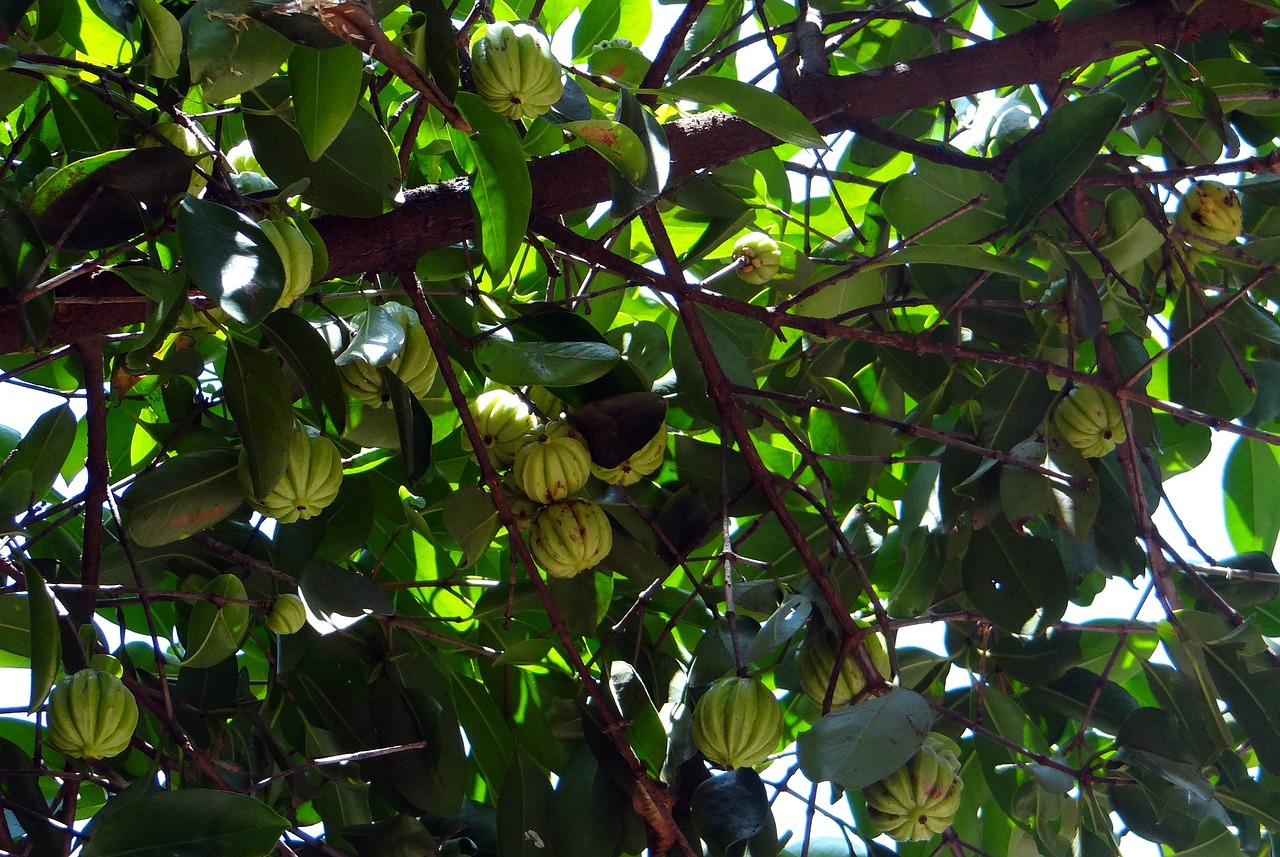 ¿Cómo se come la fruta del tamarindo?