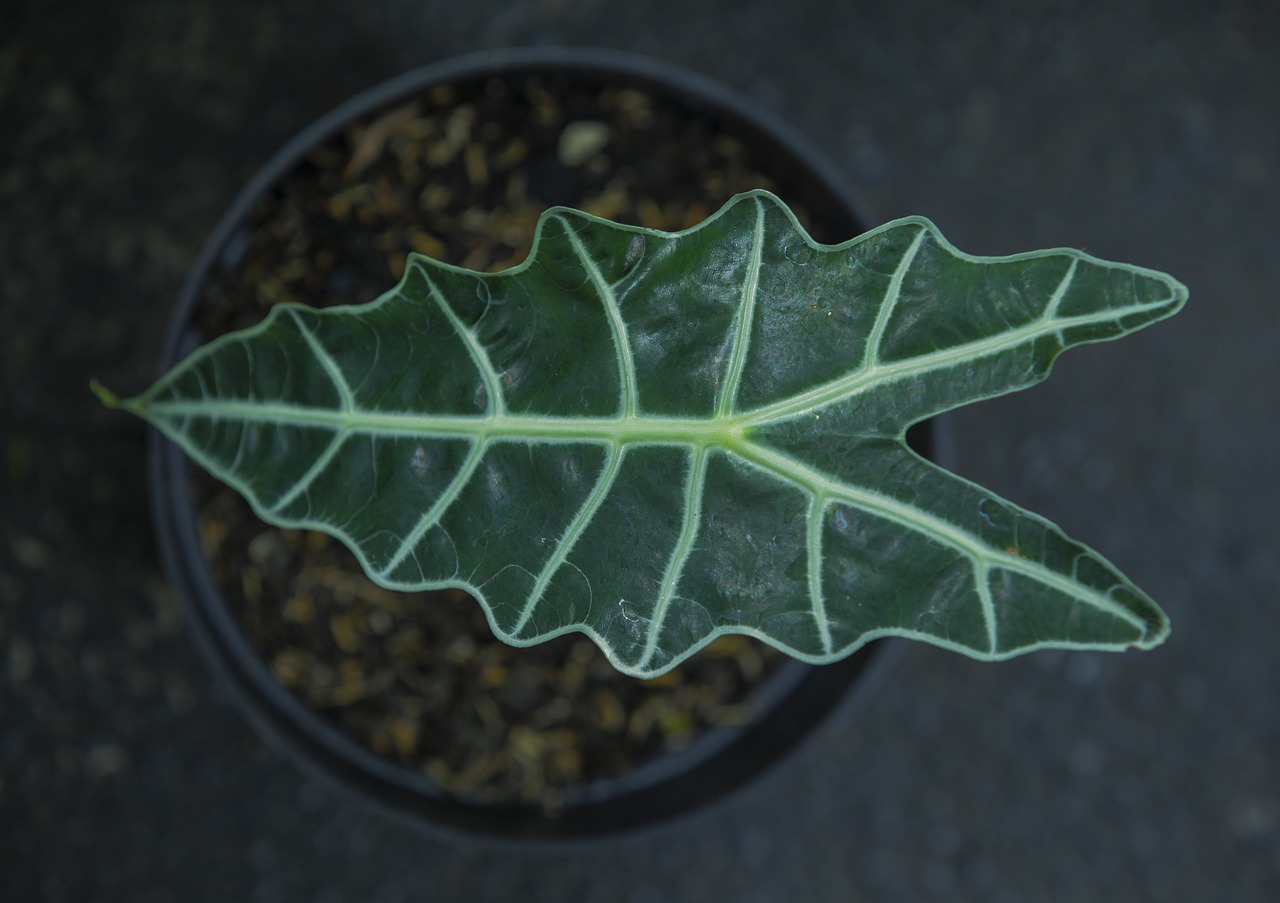 ¿Cómo se cuida la planta Alocasia?