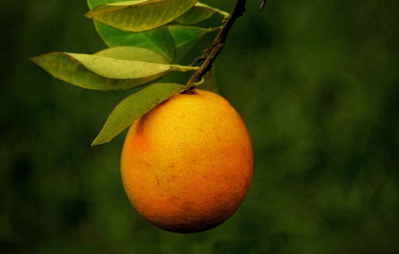 ¿Cómo se llama la fruta anaranjada pequeña?