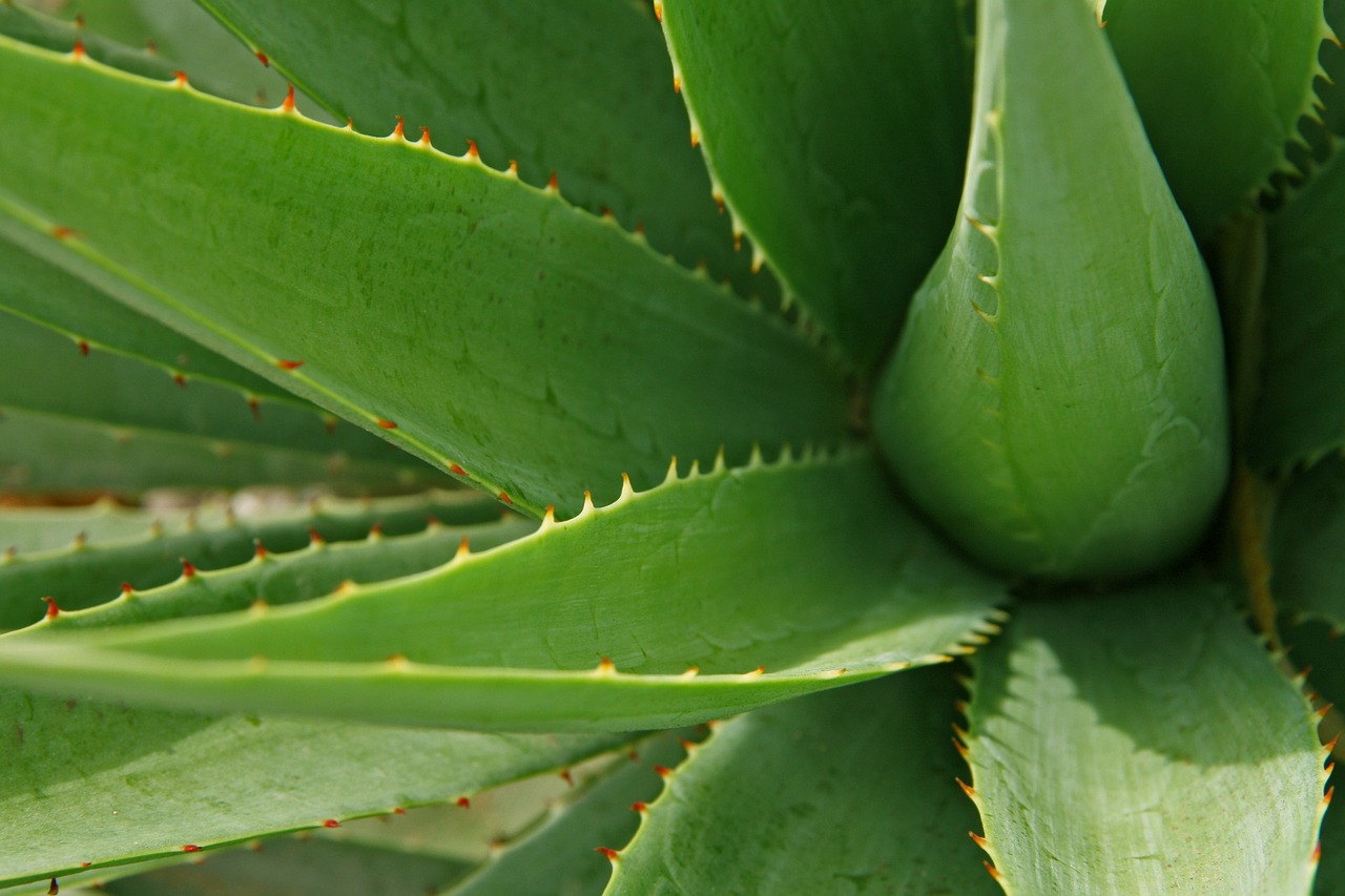 ¿Cómo se trasplanta una planta de aloe vera?