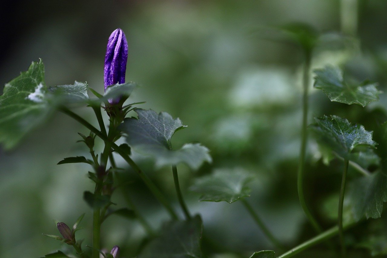 ¿Cuál es el mejor abono para floracion?