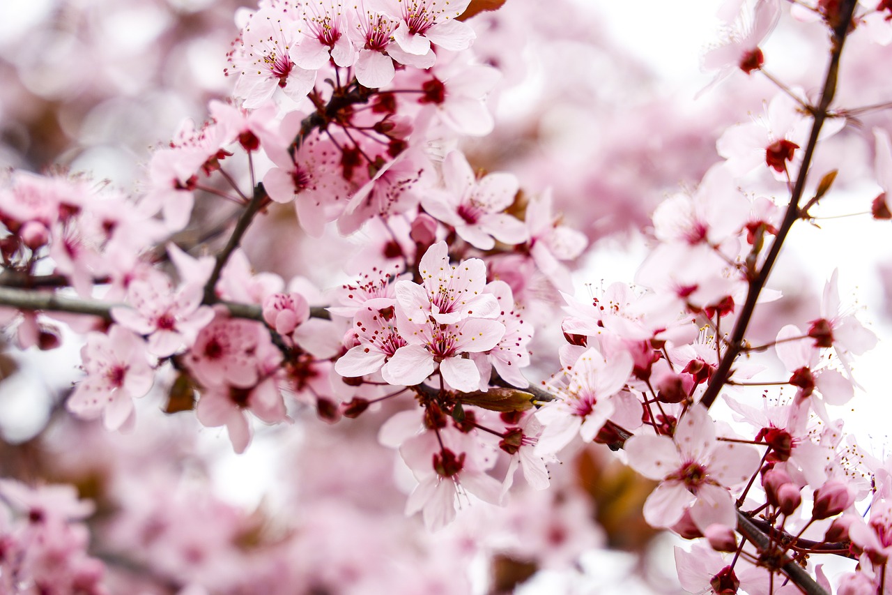 ¿Cuánto tiempo tarda un almendro en dar frutos?