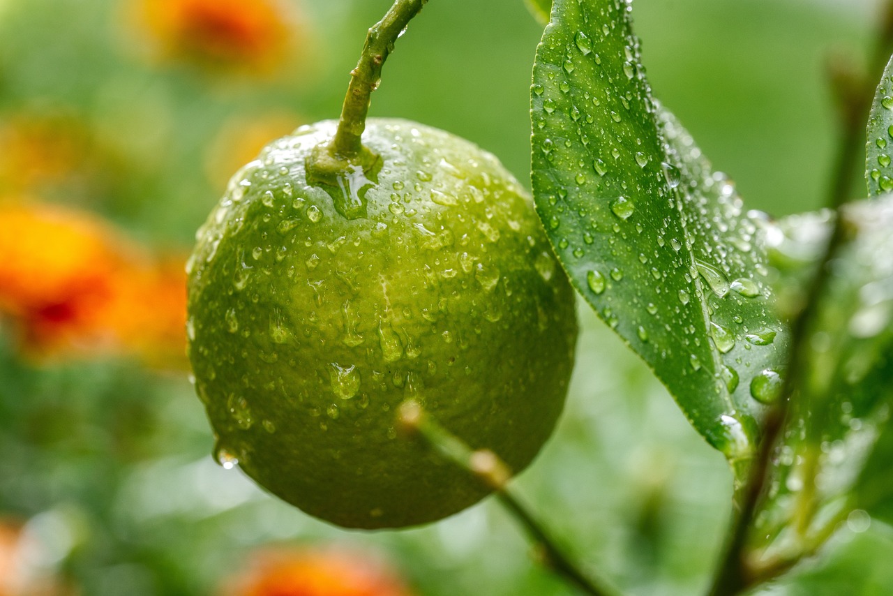 ¿Cuánto tiempo tarda un árbol de limón en dar su fruto?