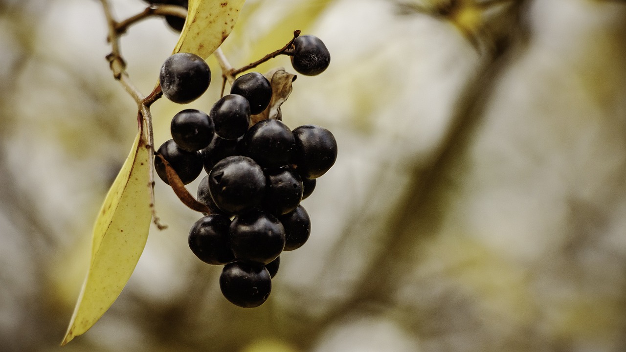 ¿Qué beneficios tiene la mora de árbol?