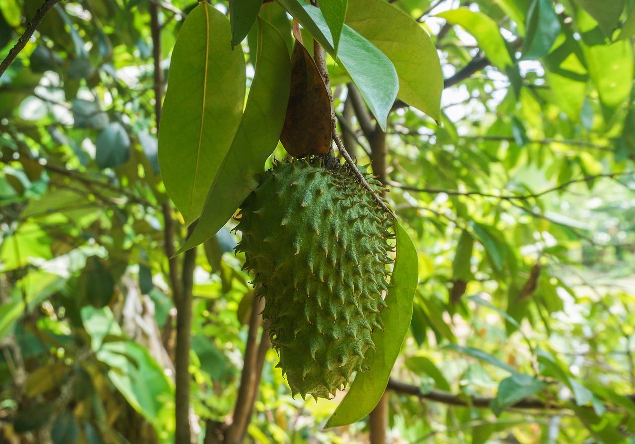 ¿Qué cura la fruta de la guanábana?