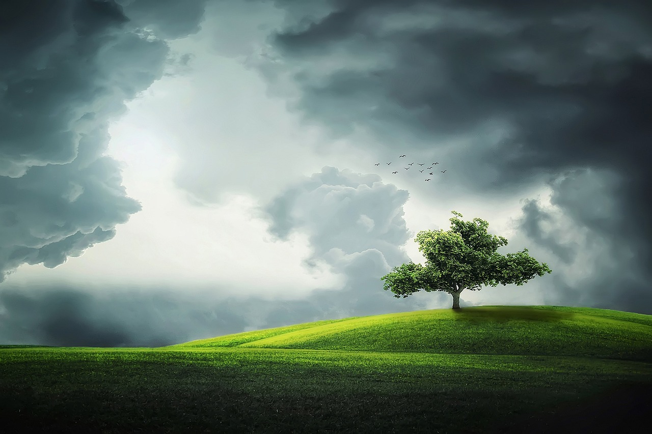¿Qué es una planta y qué es un árbol?
