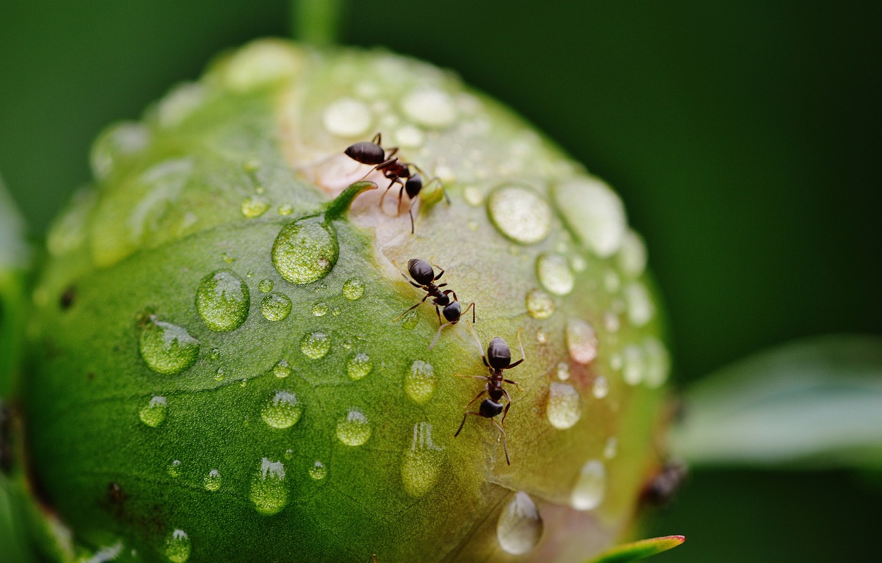 ¿Qué insectos repele la albahaca?