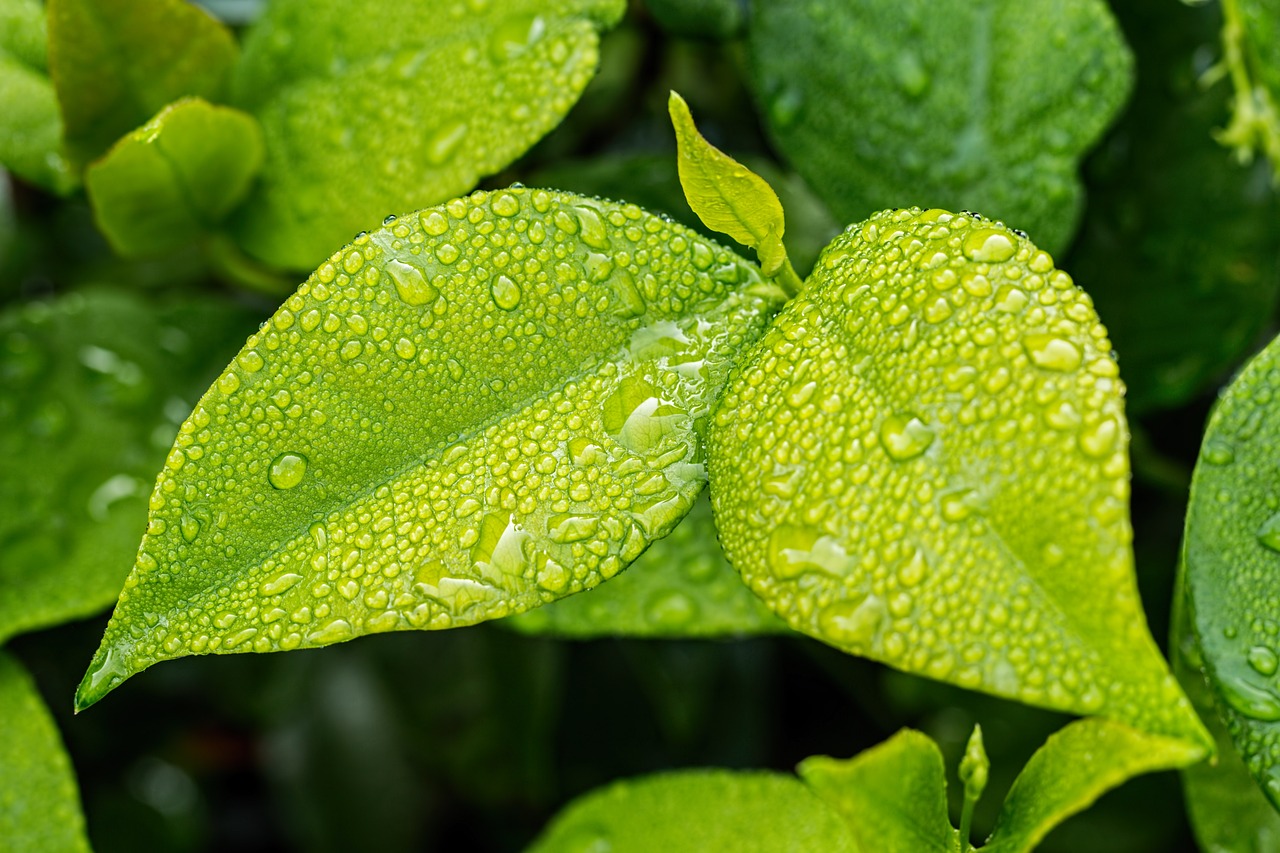 ¿Qué pasa si el agua está verde?
