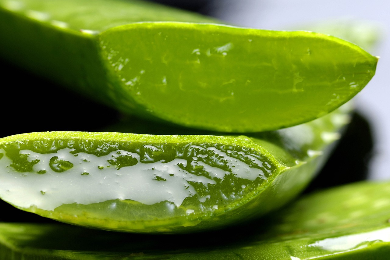 ¿Cómo cuidar un aloe vera en casa?