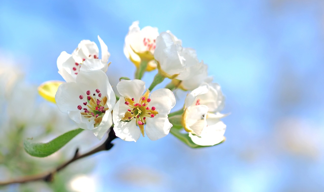 ¿Cómo es el árbol de la manzana?