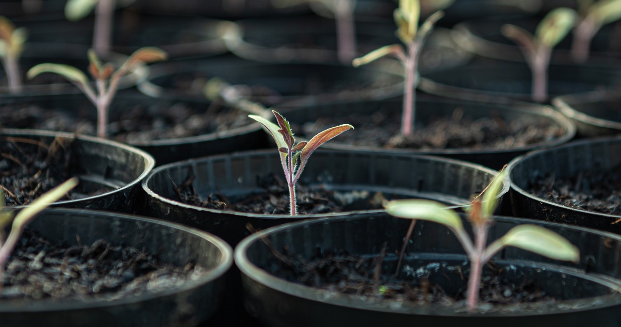 ¿Cómo hacer germinar una semilla en un frasco?