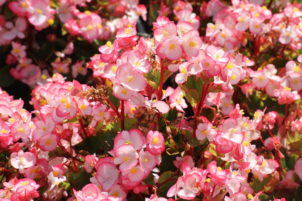 ¿Cómo mantener las begonias en maceta?