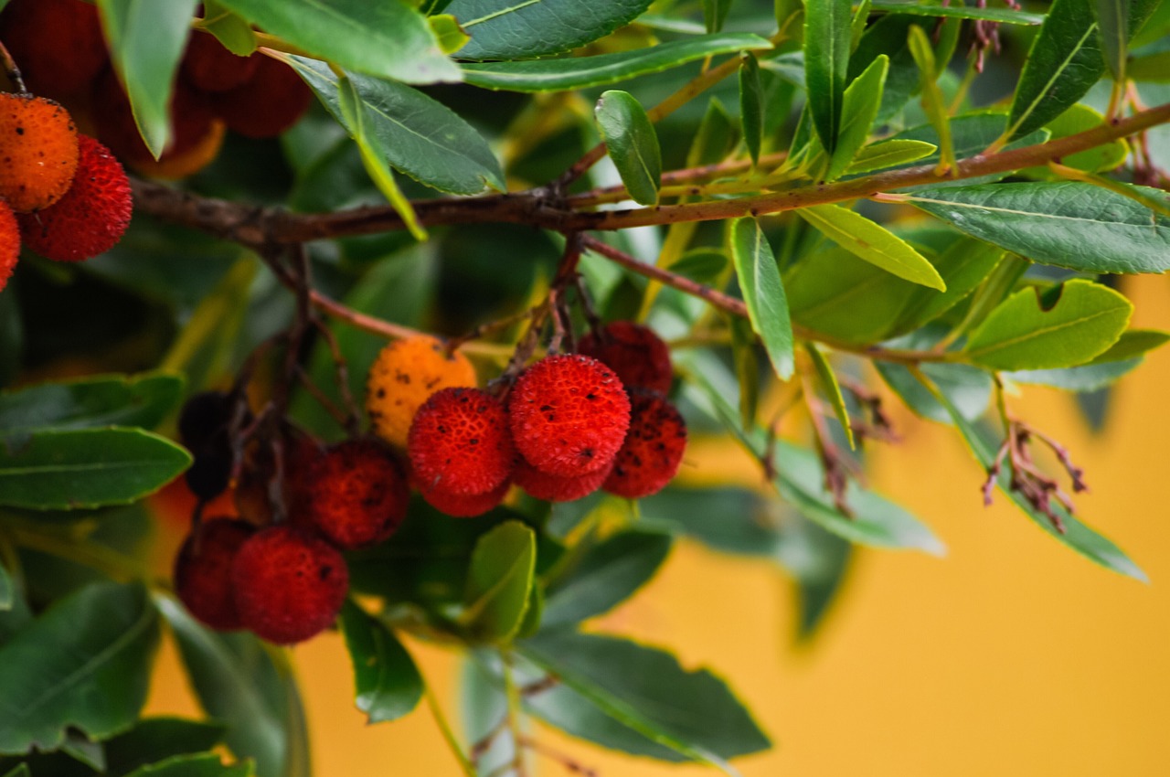 ¿Cómo se come la fruta del madroño?