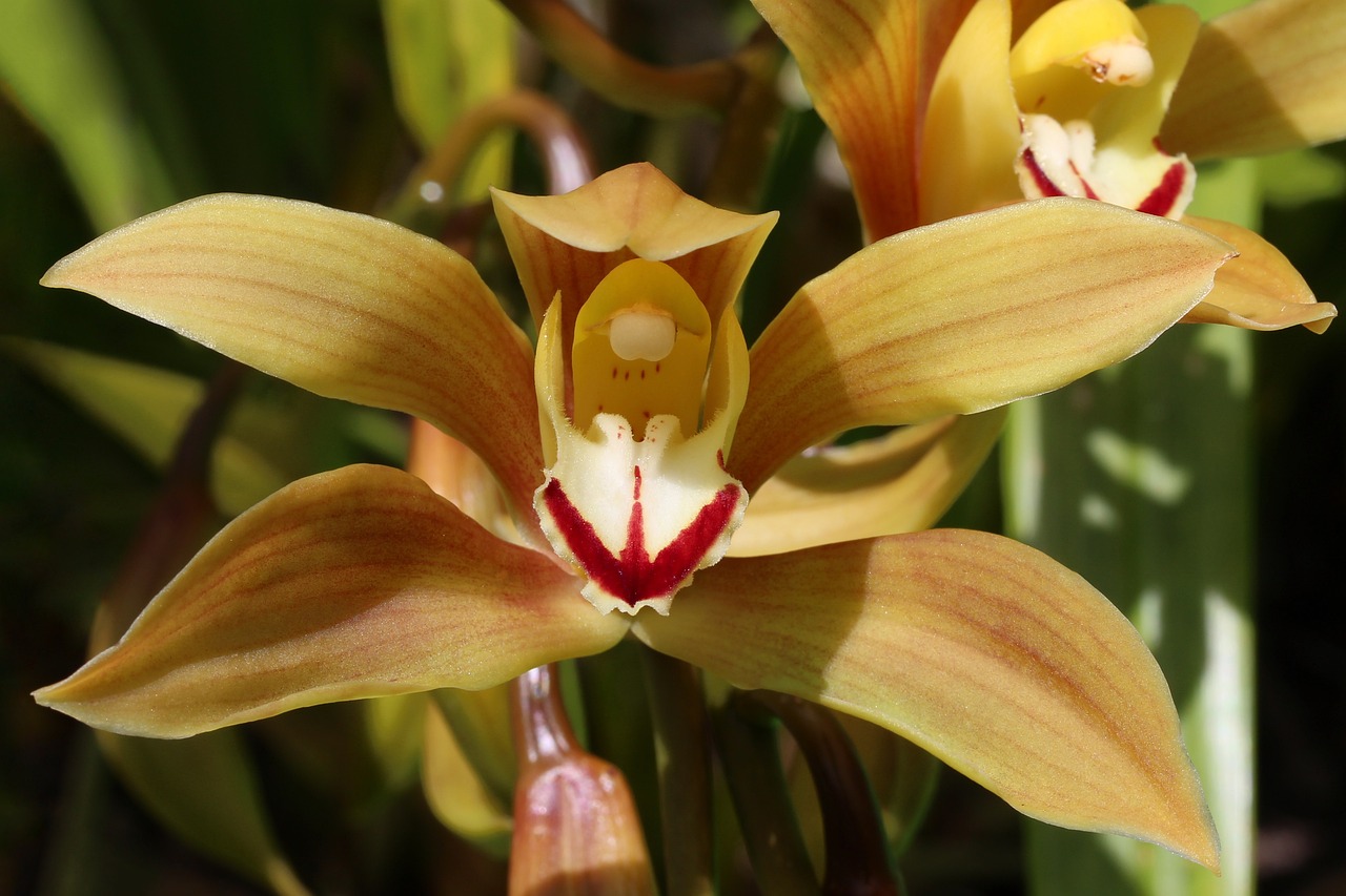 ¿Cómo se cuida una orquídea cymbidium?