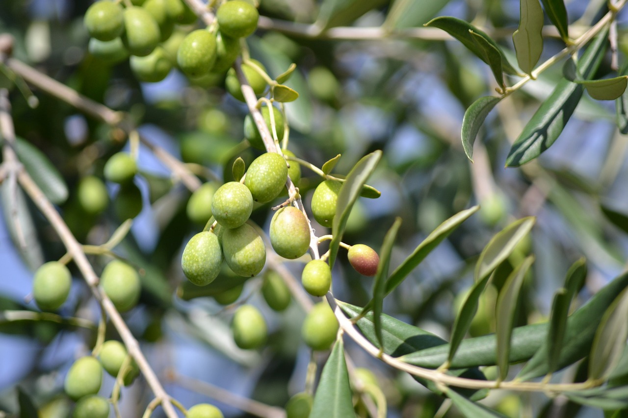 ¿Cómo se llama el árbol de la aceituna?