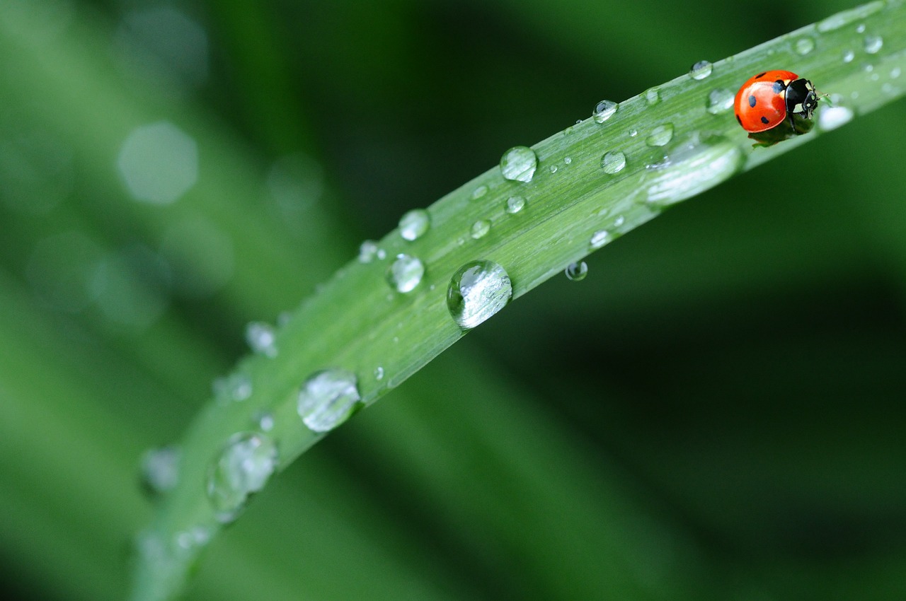 ¿Cómo y cuándo plantar un naranjo?